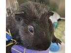 Adopt Piglet a Guinea Pig