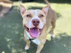 Adopt BODI a White - with Brown or Chocolate Mixed Breed (Medium) / Mixed dog in