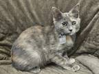 Adopt Lavender a Tan or Fawn Domestic Shorthair / Domestic Shorthair / Mixed cat