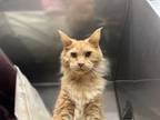 Adopt Lionel a Maine Coon