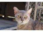 Adopt Carlos a Gray or Blue Domestic Shorthair / Domestic Shorthair / Mixed cat