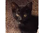 Adopt Sunflower a All Black Domestic Shorthair / Mixed cat in Lynchburg