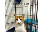 Adopt Sammy a Domestic Short Hair