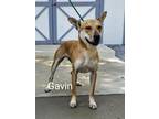 Adopt Gavin a Shepherd (Unknown Type) / Mixed dog in Murphysboro, IL (38733111)