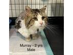 Adopt Murray a Domestic Long Hair