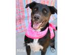 Adopt Millie a Labrador Retriever / Hound (Unknown Type) / Mixed dog in Gautier