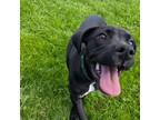 Adopt Bluegill a Black Mixed Breed (Medium) / Mixed dog in East Smithfield