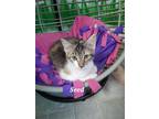 Adopt Seed (Petal X-tra 3) a Domestic Shorthair / Mixed (short coat) cat in