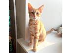 Adopt Roxanne's Kitten: Sharona 15964 a Orange or Red Domestic Shorthair / Mixed