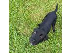 Adopt Drum a Black Mixed Breed (Medium) / Mixed dog in East Smithfield