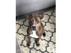 Adopt Olivia a Gray/Blue/Silver/Salt & Pepper Pit Bull Terrier / Mixed Breed