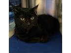 Adopt Jasper a All Black Domestic Shorthair / Mixed cat in Riverside