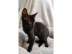 Adopt Neil a All Black Domestic Shorthair / Mixed (short coat) cat in St.