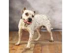 Adopt Juicy a White - with Tan, Yellow or Fawn Pit Bull Terrier / Staffordshire