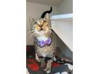 Adopt Lilly a Brown or Chocolate Domestic Shorthair / Domestic Shorthair / Mixed