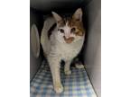 Adopt Lou a Domestic Short Hair