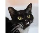 Adopt Yaris a All Black Domestic Shorthair / Domestic Shorthair / Mixed cat in