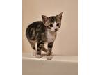 Adopt Sulu a Brown Tabby Domestic Shorthair / Mixed (short coat) cat in Smyrna
