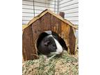 Adopt Milkyway a Guinea Pig