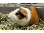 Adopt Mocha a Guinea Pig