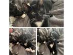 Adopt Purrina Williams a Domestic Shorthair / Mixed (short coat) cat in Rome