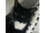 Adopt Landon a Domestic Short Hair