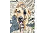 Adopt Lilith a Tan/Yellow/Fawn Black Mouth Cur / Great Dane / Mixed dog in