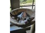 Adopt Banda a Brown Tabby Domestic Shorthair (short coat) cat in Smyrna