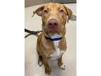 Adopt Coleman a Labrador Retriever, Mixed Breed