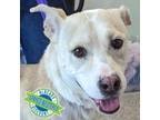 Adopt Lupita a White - with Tan, Yellow or Fawn Mixed Breed (Large) / Mixed dog