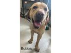 Adopt Bubba a Labrador Retriever, Mixed Breed