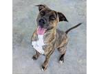 Adopt Mariana a Black Mixed Breed (Medium) / Mixed dog in Columbus