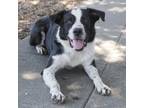 Adopt SMOKEY a Black Bernese Mountain Dog / Mixed Breed (Large) / Mixed dog in