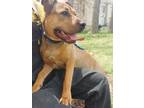 Adopt Eddy aka Copper a Rhodesian Ridgeback, Mixed Breed