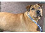 Adopt Eddy a Rottweiler, Pit Bull Terrier