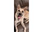 Adopt LUNA a Tricolor (Tan/Brown & Black & White) Husky / German Shepherd Dog /