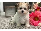 Havachon Puppy for sale in Fort Wayne, IN, USA