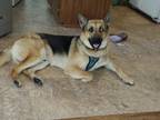 Adopt Django a Black - with Tan, Yellow or Fawn German Shepherd Dog / Husky /