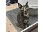 Adopt Cadabra a Tortoiseshell Domestic Shorthair (short coat) cat in Virginia