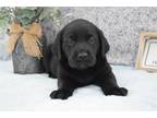 Labrador Retriever Puppy for sale in Kirksville, MO, USA