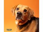 Adopt Lucy a Brown/Chocolate Hound (Unknown Type) / Mixed dog in Kokomo