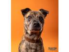 Adopt Edward a Brindle Mixed Breed (Medium) / Mixed dog in Kokomo, IN (38813354)
