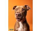Adopt Bronco a Red/Golden/Orange/Chestnut Labrador Retriever / Mixed dog in