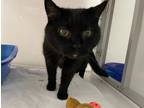 Adopt Dil Pickles a Domestic Shorthair / Mixed (short coat) cat in Raleigh
