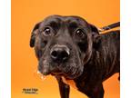 Adopt Jax a Brindle American Pit Bull Terrier / Mixed dog in Kokomo