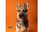 Adopt Echo a Gray/Blue/Silver/Salt & Pepper German Shepherd Dog / Mixed dog in