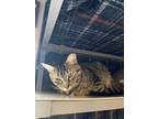 Adopt Amada a Brown Tabby Domestic Shorthair / Mixed (short coat) cat in