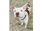 Adopt Georgie a White American Pit Bull Terrier / Mixed dog in Kokomo