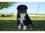 Australian Shepherd Puppy for sale in Springfield, MO, USA