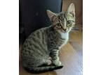 Adopt Mango a Domestic Shorthair / Mixed (short coat) cat in Madison
